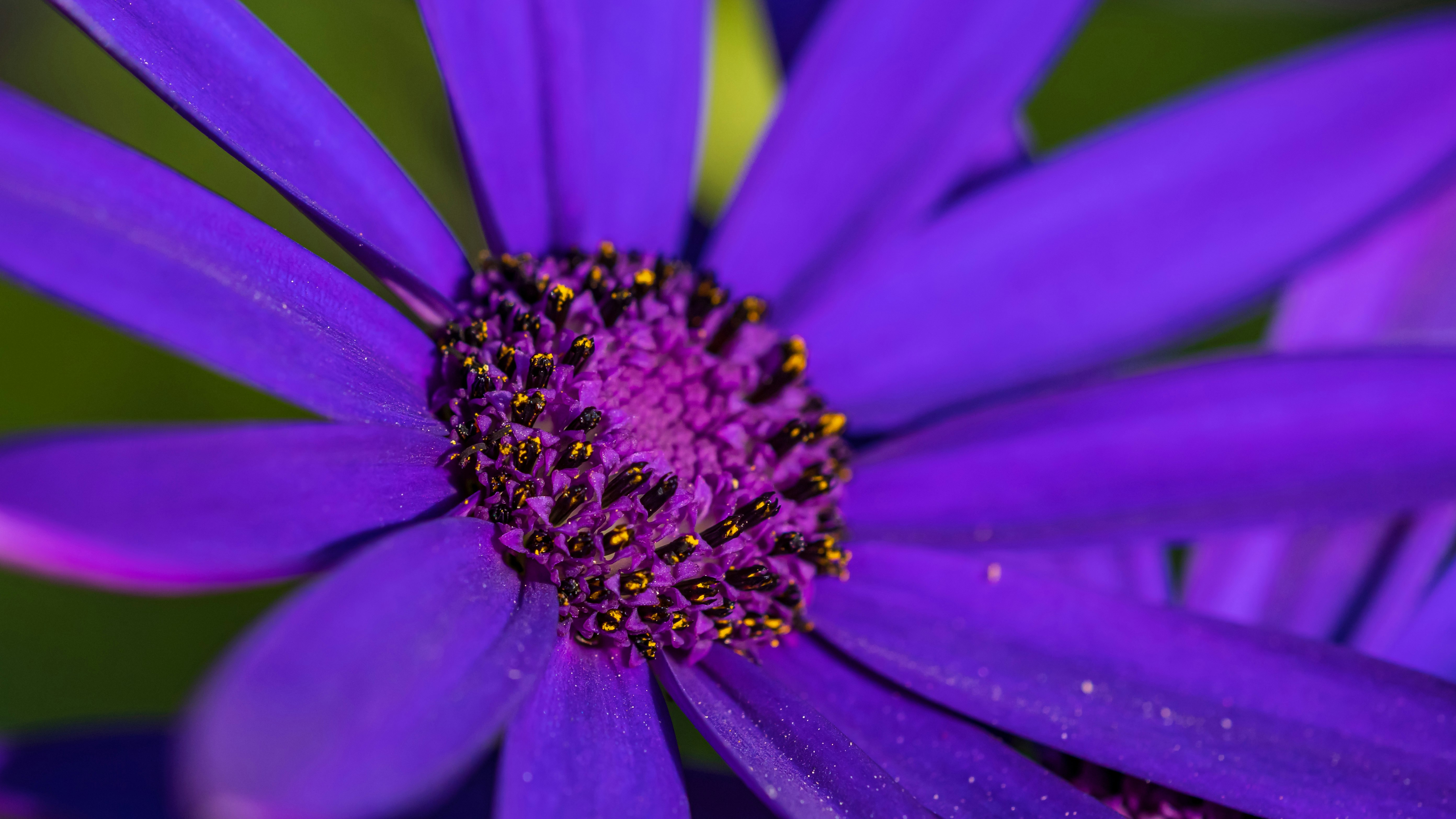 purple flower in macro shot